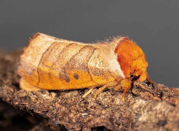 Drexel's Datana, Datana drexelii, Vinton County, Ohio, June 15, 2020