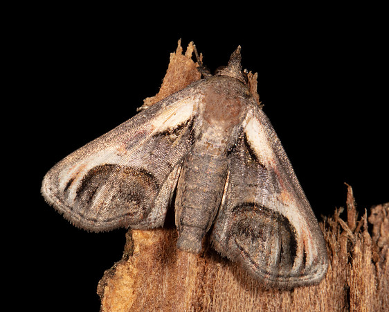 Eyed Paectes Moth, Paectes oculatrix, Crawford County, Ohio, July 23, 2020