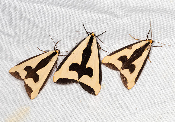 Clymene Moth, Haploa clymene, Highland County, Ohio, July 17, 2020