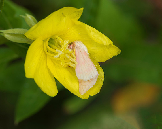 Primrose Moth, Schinia florida, in primrose flower, Erie County, Ohio, August 19, 2018 (2)