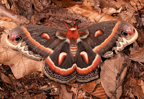Cecropia Moth, Hyalophora cecropia, Highland County, Ohio, June 26, 2021 (15) copy