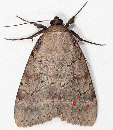 Darling Underwing, Catocala cara, with mites, Highland County, Ohio, July 17, 2020