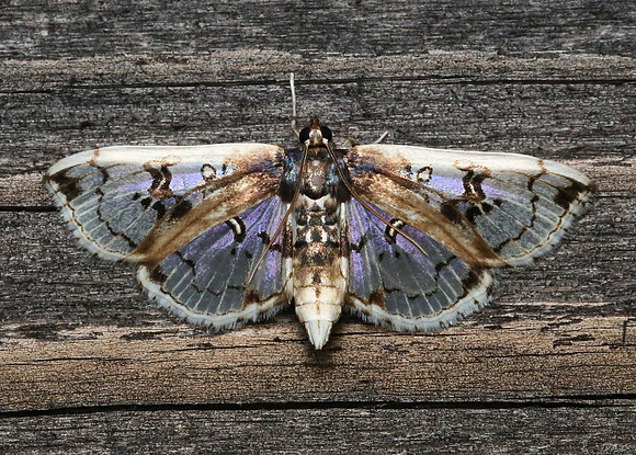 Ornate Compacta Moth, Compacta capitalis, Adams County, Ohio, June 14, 2013