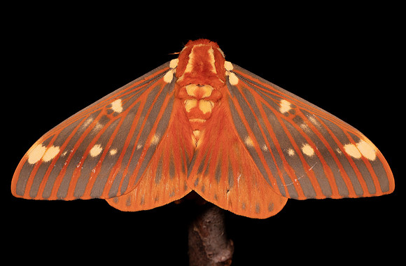 Regal Moth, Citheronia regalis, Highland County, Ohio, July 17, 2021 (28) copy