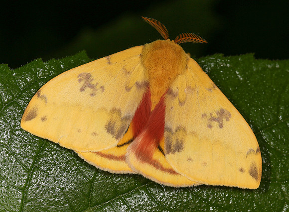 Io Moth, Automeris io, Perry County, Ohio, June 21, 2014