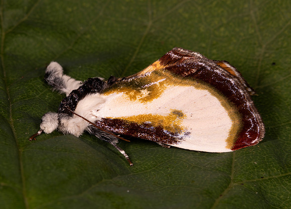Beautiful Wood-Nymph, Eudryas grata, Highland County, Ohio, June 26, 2021 (3) copy