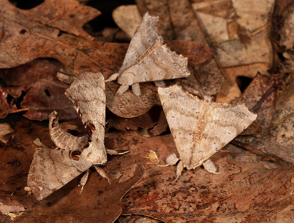 Spotted Apatelodes Apatelodes torrefacta, Angel Moth, Olceclostera angelica, Highland County, Ohio, July 17, 2020