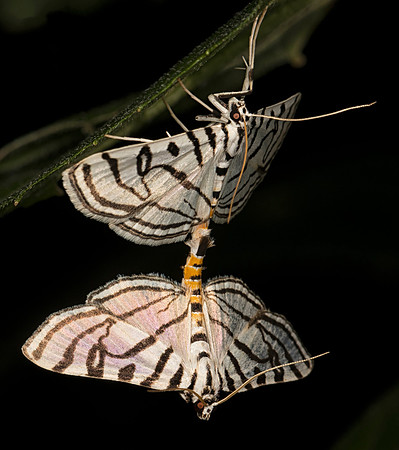 Zebra Conchylodes, Conchylodes ovulalis, Greene County, Ohio, July 28, 2018