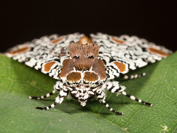 Harris's Three-spot, Harrisimemna trisignata, Highland County, Ohio, July 17, 2020