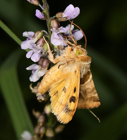 Flower Moth, Schinia ssp, undescribed species, Adams County, Ohio, June 25, 2014