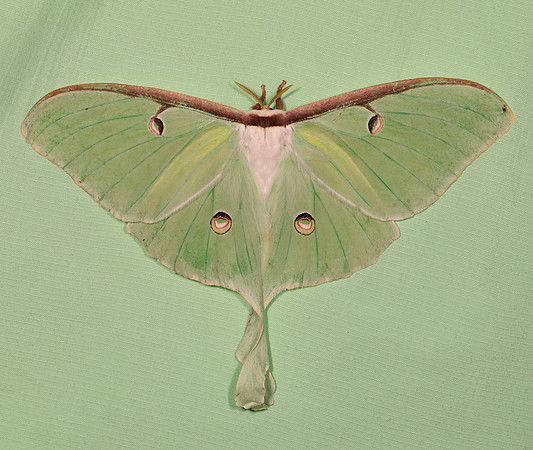 Luna, Actias luna, Hocking County, Ohio, July 9, 2021 (6)