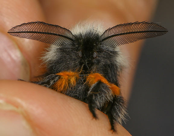 Buck Moth, Hemileuca maia, Scioto County, Ohio, October 20, 2014
