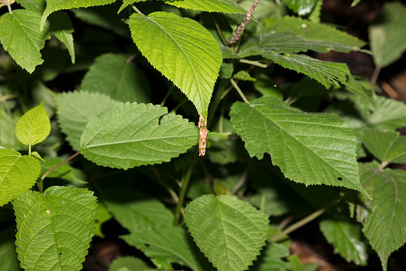 Gold-spotted Ghost Moth, Sthenopsis auratus, Scioto County, Ohio, June 6, 2019