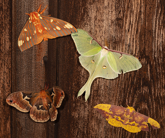Silkmoths, four species, Highland County, Ohio, July 17, 2020