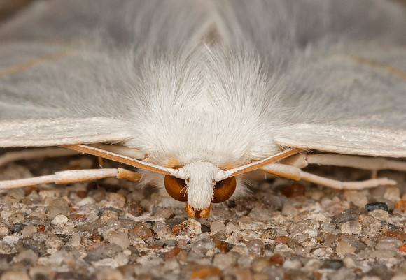 White Slantline, Tetracis cachexiata, Fayette County, West Virginia, May 9, 2019