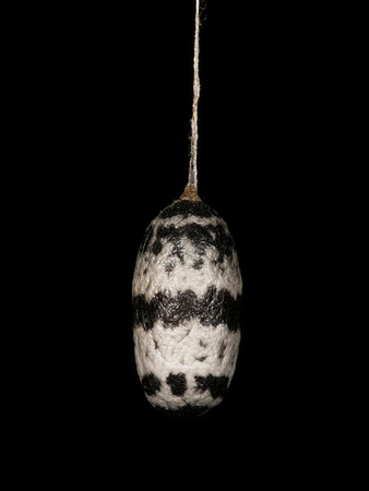 Ichneumon Wasp, Charops annulipes, cocoon, Greene County, Ohio, July 28, 2018
