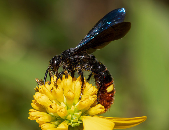 Blue-winged Wasp, Scolia dubia, Franklin County, Ohio, September 1, 2020