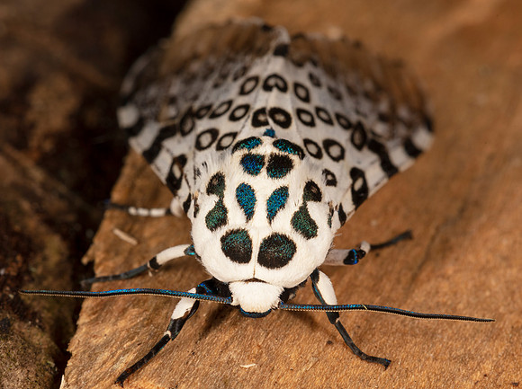 Giant Leopard Moth, Hypercompe scribonia, Highland County, Ohio, July 17, 2020