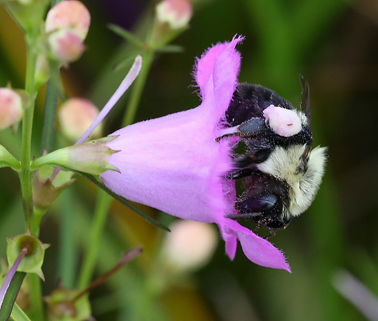 Bumblebee, Bombus spp., on Agalinis purpurea, Erie County, Ohio, September 2, 2013