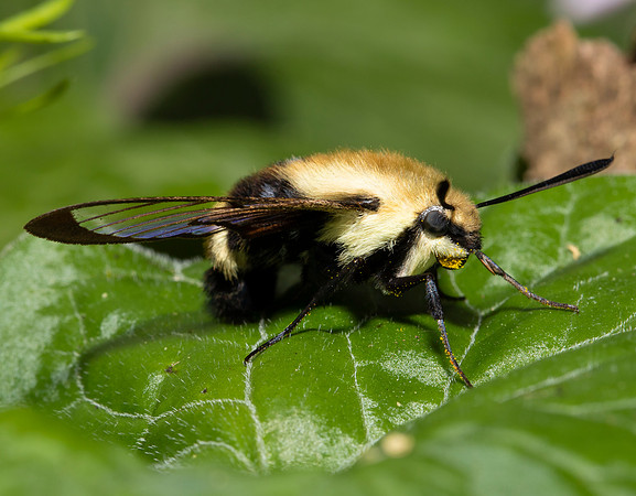 Snowberry Clearwing, Hemaris diffinis, Pickaway County, Ohio, April 17, 2021