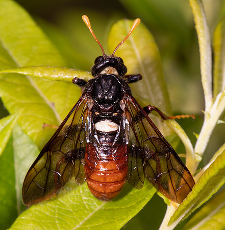 Elm Sawfly, Cimbex americanus, Kitty Todd Nature Preserve, Lucas County, Ohio, June 10, 2021 (30) copy