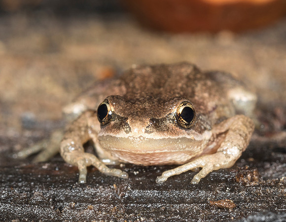 Western Chorus Frog, Pseudacris triseriata, Delaware County, Ohio, March 15, 2019