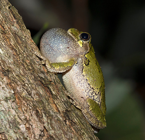 Cope's Gray Treefrog, Hyla chrysoscelis, Fairfield County, Ohio, July 4, 2019