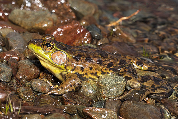Mink Frog, Lithobates septentrionalis, Gaspe National Park, Quebec, Canada, June 29, 2018