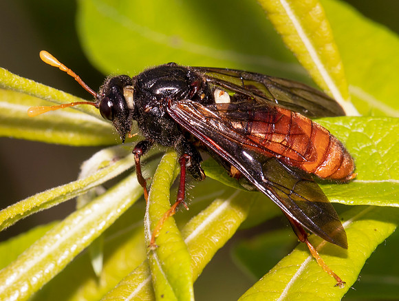 Elm Sawfly, Cimbex americanus, Kitty Todd Nature Preserve, Lucas County, Ohio, June 10, 2021 (27) copy