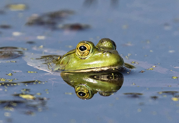 Bullfrog, Lithobates catesbeiana, Franklin County, Ohio, August 13, 2018