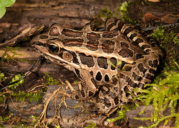 Pickerel Frog, Lithobates palustris, Washington County, Ohio, June 20, 2020