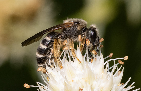 Orange-legged Furrow Bee, Halictus rubicundus, on Eryngium yuccifolium, Adams County, Ohio, August 5, 2021 (12)