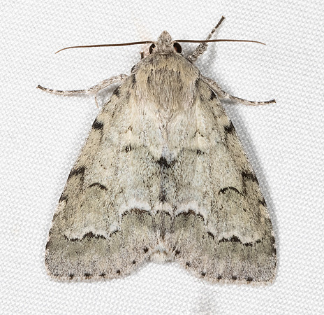 Unmarked Dagger, Acronicta innotata, Hocking County, Ohio, August 14, 2021 (4)