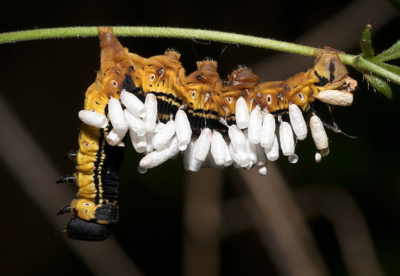 Braconid wasp cocoons, on Catalpa Sphinx caterpillar, Montgomery County, Ohio, August 16, 2019
