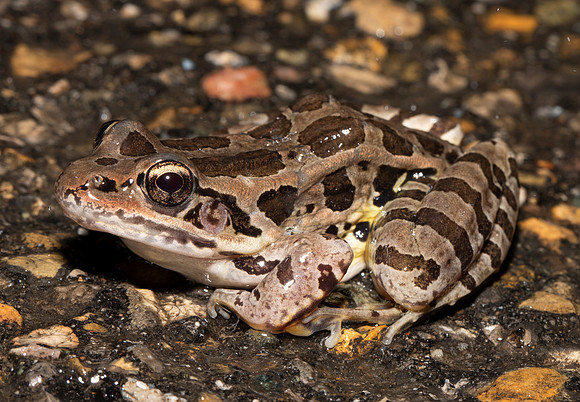 Pickerel Frog, Lithobates palustris, Scioto County, March 31, 2021