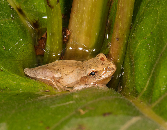 Spring Peeper, Hyla crucifer, in Silphium perfoliatum, Licking County, Ohio, September 14, 2019