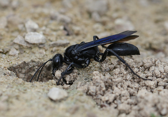 Great Black Wasp, Sphex pensylvanicus, Erie County, Ohio, July 20, 2013