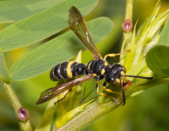 Beetle Bandit Wasp, Cerceris ssp., Franklin County, Ohio, July 27, 2021 (16)