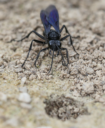Great Black Wasp, Sphex pensylvanicus, Erie County, Ohio, July 20, 2013 (2)