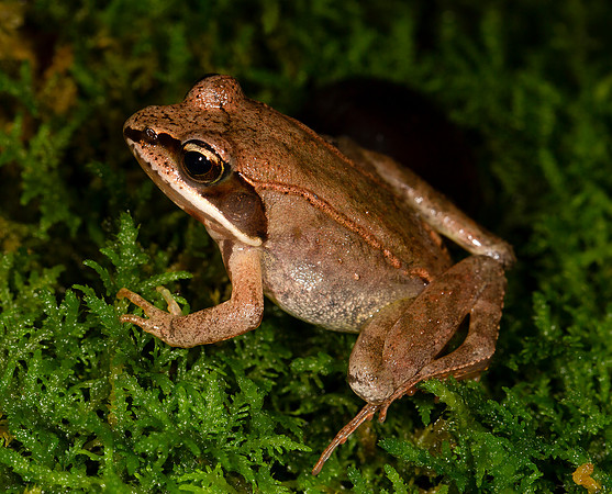 Wood Frog, Lithobates sylvatica, Ashtabula County, Ohio, May 17, 2015