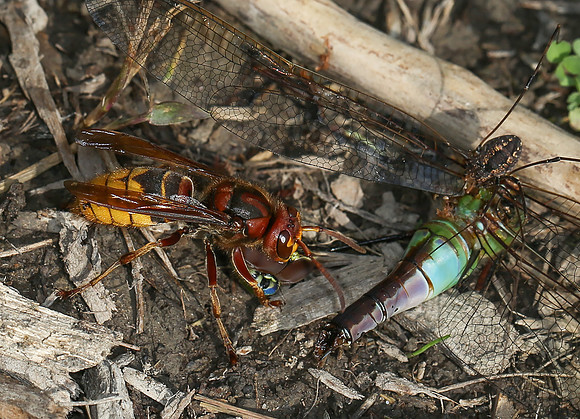 European Hornet, Vespa crabro, with Common Green Darner, Cuyahoga County, Ohio, September 19, 2014