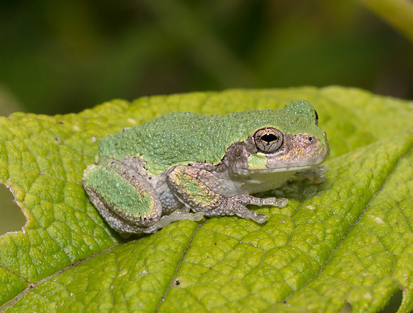 Gray Treefrog, Hyla versicolor, Greene County, Ohio, August 16, 2019
