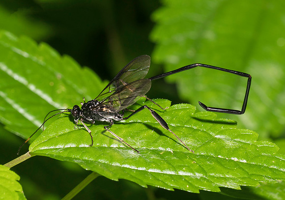 American Pelecinid, Pelecinus polyturator. Montgomery Co., OH.
