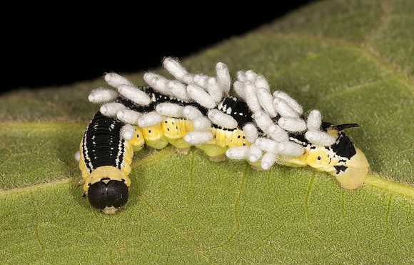 Braconid Wasp cocoons, Apanteles congregatus, on Catalpa Sphinx caterpillar, Ohio, July 26, 2019