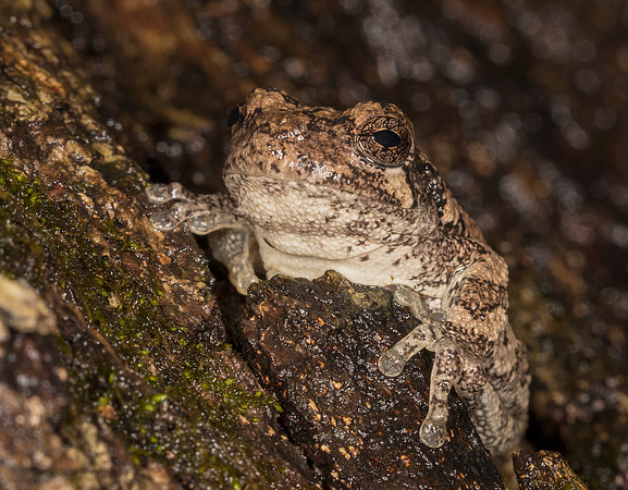 Gray Treefrog, Hyla versicolor, Delaware County, Ohio, March 15, 2019