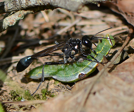 Caterpillar-hunting Wasp, Eremnophila aureonotata, with variable oak moth caterpillar, Adams County, Ohio, August 20, 2011
