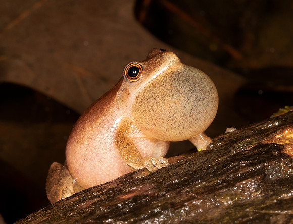 Spring Peeper, Pseudacris crucifer, Stratford Ecological Center, Delaware Co., OH March 15, 2019 (24)