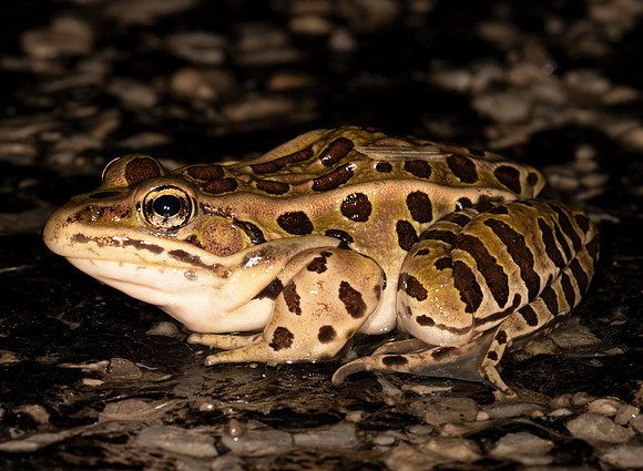 Northern Leopard Frog, Lithobates pipiens, Logan County, Ohio, March 17, 2021