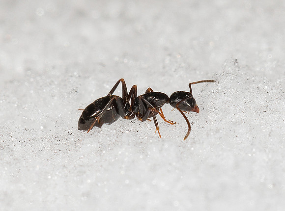 Carpenter Ant, Camponotus ssp., in snow, Hocking County, Ohio, January 16, 2019