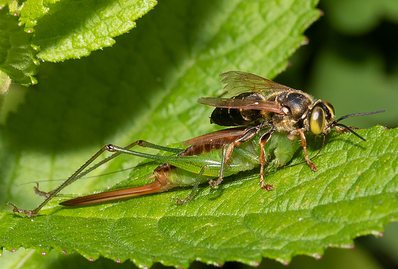Katydid-hunting Wasp, Tachytes spp., with meadow katydid, Adams County, Ohio, August 25, 2018